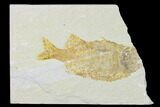 Bargain Phareodus Fish Fossil - Uncommon Species - Green River #138735-1